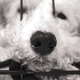 Illustration for article titled So Were Looking For Another Poodle